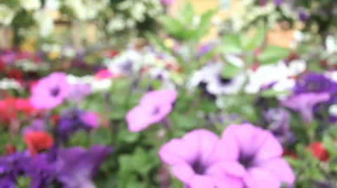 PurpleFlower HD Stock Footage 759052