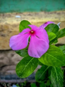 PurpleFlower 库存照片