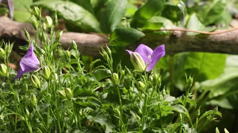 PURPLEFLOWER2 스톡 동영상 272805179