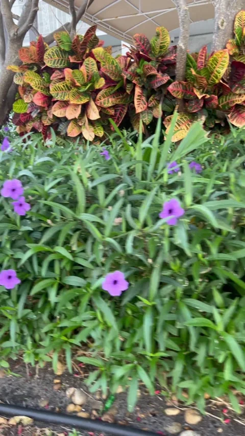 Purpleflowers Stock Footage 292127005