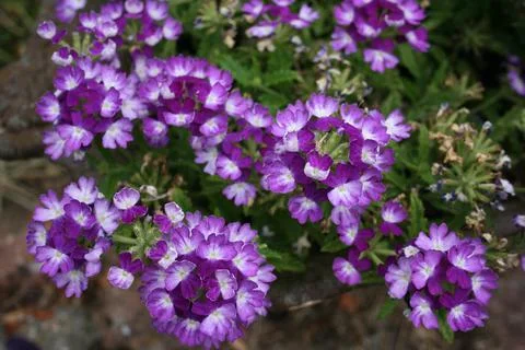 Purpleflowers Stock Photos