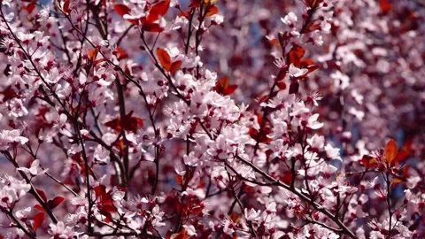Purpleleaf plum trees blossom in spring Stock-Footage 273117209
