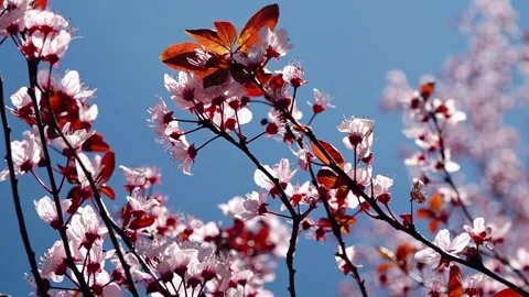 Purpleleaf plum trees blossom in spring close up Stock-Footage 273117211