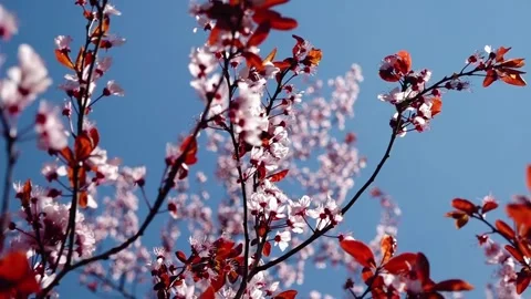 Purpleleaf plum trees blossom in spring close up Video stock 273117451