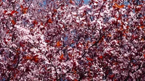 Purpleleaf plum trees blossom in spring Stock-Footage 273117464