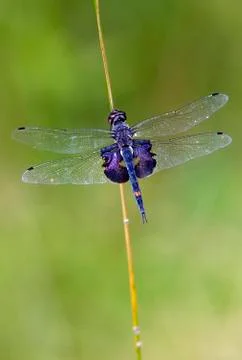 Purpler dragonfly on grass stem Fotos Stock
