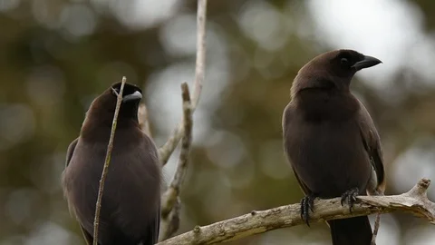 Purplish Jay looking around 스톡 동영상 86206128