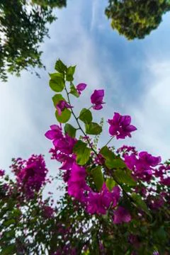 Purplle flower and blue sky Stock Photos