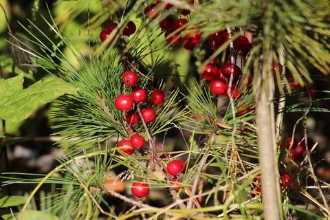 Purpurea Pendula in pine branches Stock Photos