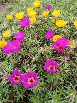 Purslane in bloom Stockfoto's