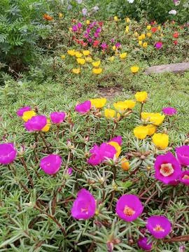 Purslane in bloom Stockfoto's