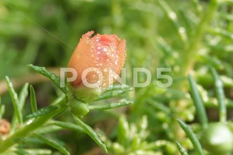 Purslane flower bud in garden. Stock Photos