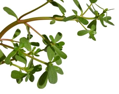 Purslane Stock-Fotos