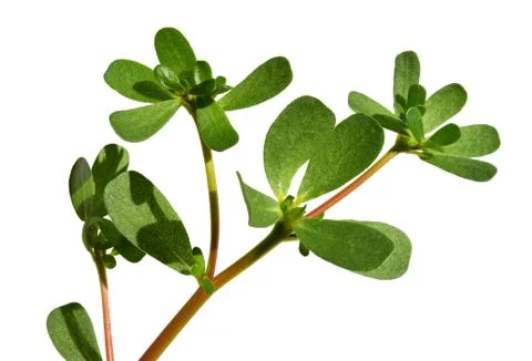 Purslane Stock Photos