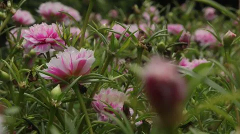 Purslane Stock Photos