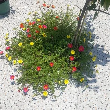 Purslane Stock Photos