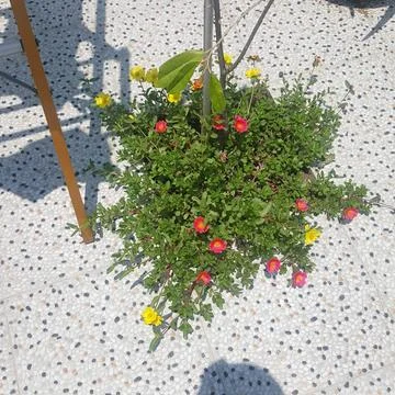 Purslane Foto stock