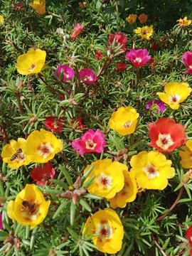 Purslane Stockfoto's