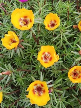 Purslane Stockfoto's
