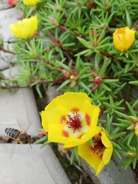 Purslane Sandile Stockfoto's