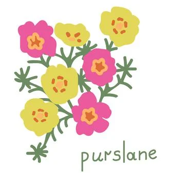 Purslane vector illustration Stock Illustration