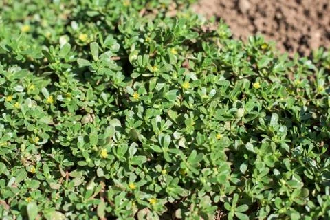 Pursline Stock Photos