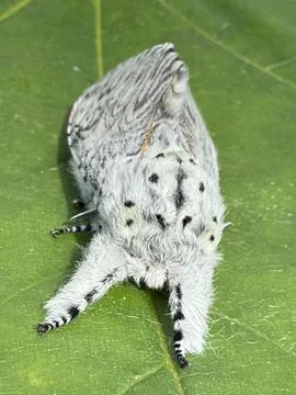 Pus Moth Photos
