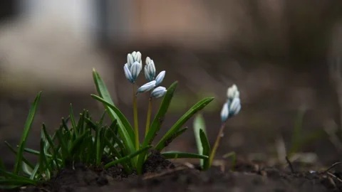 Puschkinia flowers in spring Stock Footage 188806051