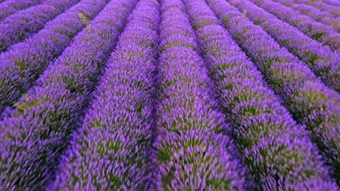 Push 4k video aerial blooming lavender field in aurel in vaucluse Stock Footage 162026537