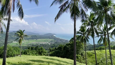 Push-in aerial shot weaving between coconut trees on a coastal hill,  Stock Footage 336694257