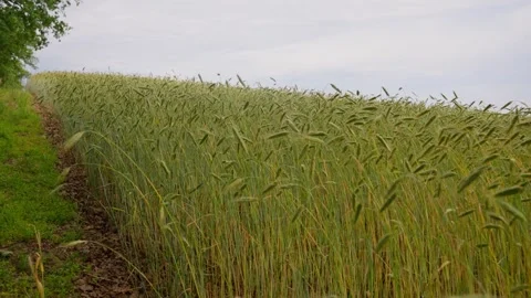 Push in along Edge of a green barley field in cloudy sky Stock Footage 297037489