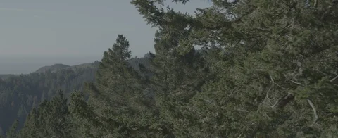 A push along side forest trees to reveal more Stock Footage