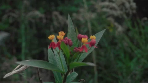 Push-In and Pan Shot of Tropical Wildflowers - Sunlit Garden Background Stock Footage 326696166