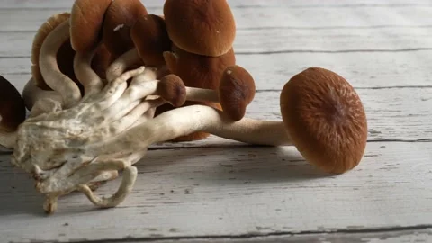 Push in and tilt down onto a group of Pioppino mushroom fungus. Stock Footage 154625917
