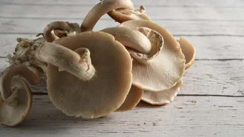 Push in and tilt down onto underside of a group of Pioppino mushroom fungus. Stock Footage 154626085
