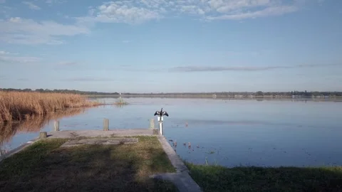 Push in on Anhinga black bird behind small limbs on the edge of water. Stock Footage 255801178