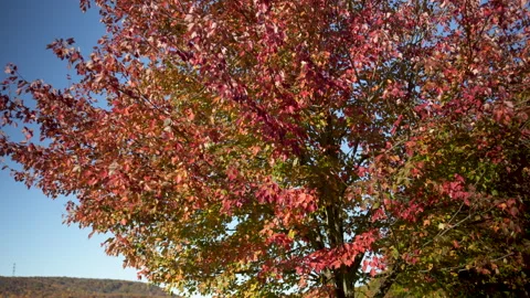 Push in to Beautiful Fall Colored Tree. 4K ProesHQ Stock Footage 245310543