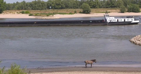 Push boat sailing downstream Konik horse seeks coolness on the river side Stock Footage 105787147