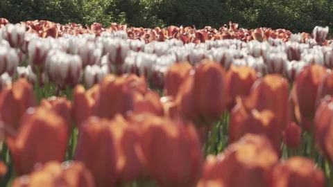 Push in to a close up of beautiful flowers. Stock Footage 76448930