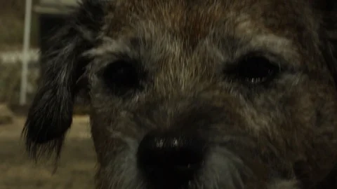 Push In On Cute Dog Stock Footage 125963963