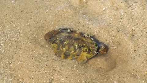 Push In Daylight Green Crab Burying in Sand Brittany France Stock Footage 333491336