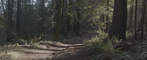 Push down forest trail into the sun Stock Footage 117373265