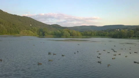 Push In Drone Shot Pond Ducks Swimming Sunset Stock Footage 159506936