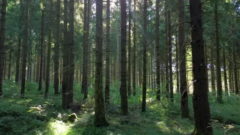 Push-in flight in beautiful trees in forest landscape Video stock 318643743