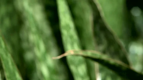 Push focus to vibrant leaves Video stock 41581911