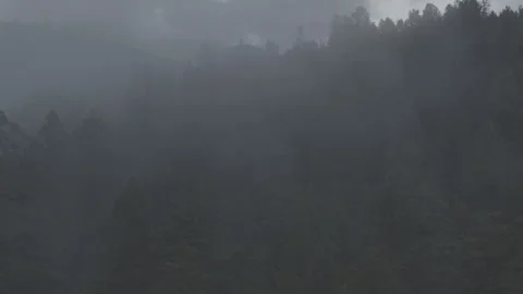 Push Up Into Fog Above The Trees 库存影片 248736185