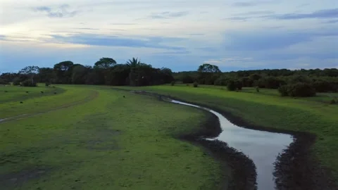 Push Forward Aerial Over Capybaras by a Winding Stream in Orinoquia Capturing 스톡 동영상 346009362
