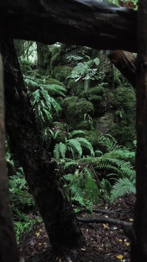 Push Forward Into Moss Covered Rocks and Ferns in Ancient Woodland Stock Footage 345645749