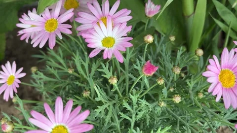 Push In on Fresh Pink Daisy Flowers with Yellow Centers Vídeos de archivo 333130716