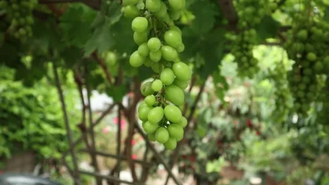 Push in on grape vine Stock Footage 201388027